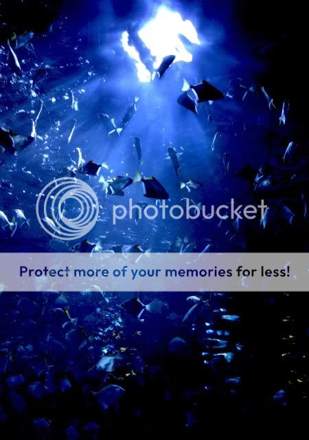 underwaterview_sandeigo.jpg