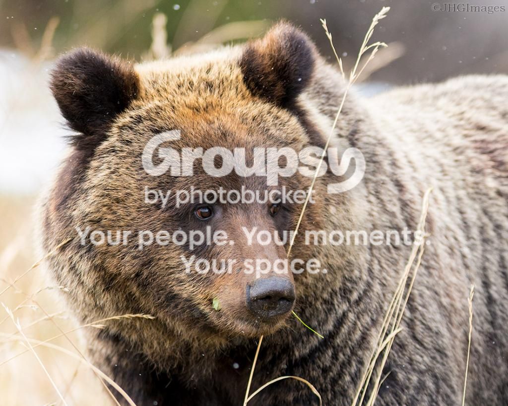 bear1_zps1d389016.jpg~original