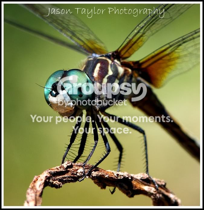 dragonflycropwatermarked.jpg