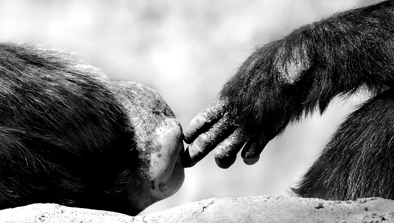 LAZoo-34-L.jpg