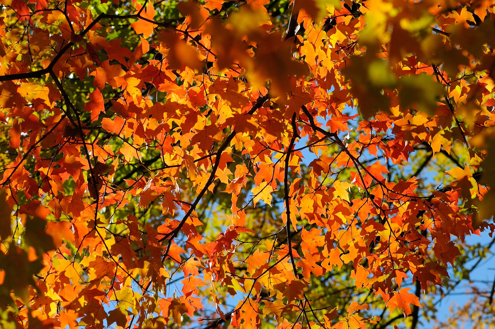 DSC_00020-X3.jpg