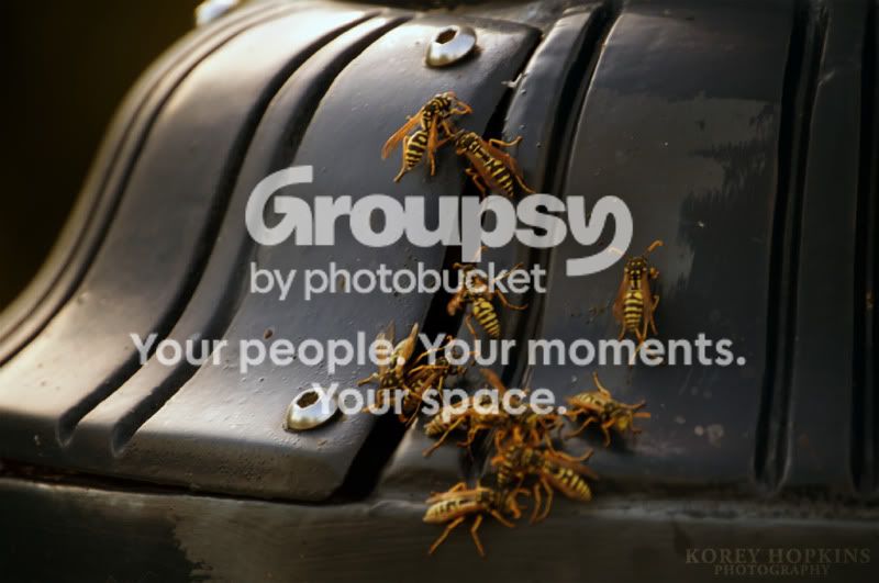 wasp.jpg