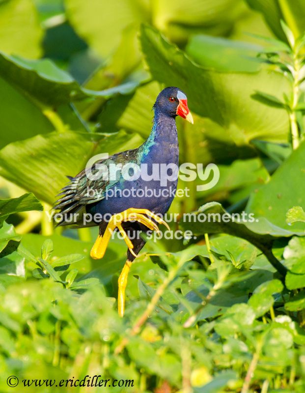 _ECD3069-copy800.jpg