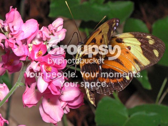Orangebtflyredflowerscopy.jpg
