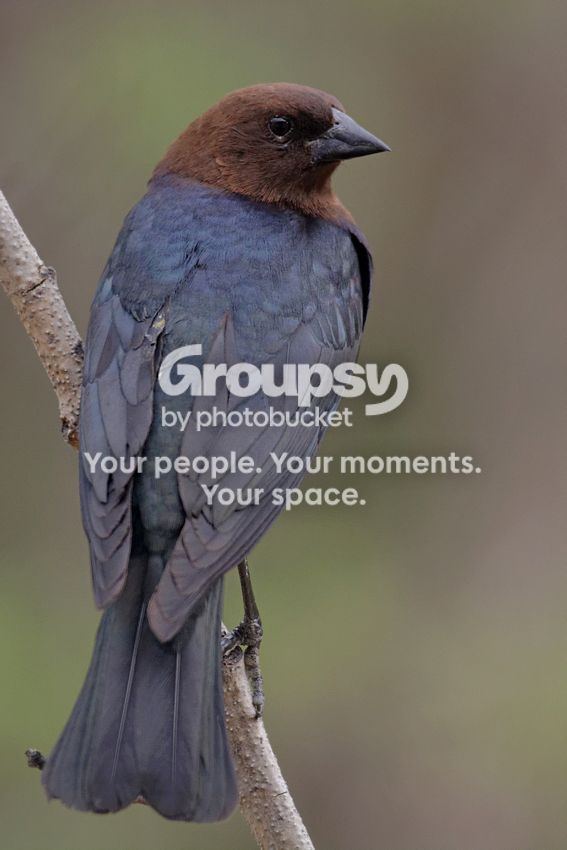 Brown%20headed%20cowbird%20dxo_zpsbco57snz.jpg