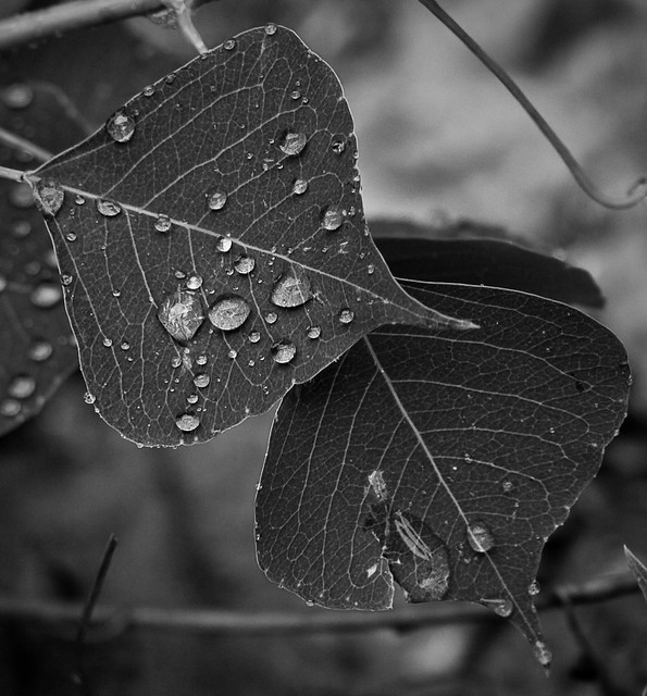 5031504791_036c1f92e6_z.jpg