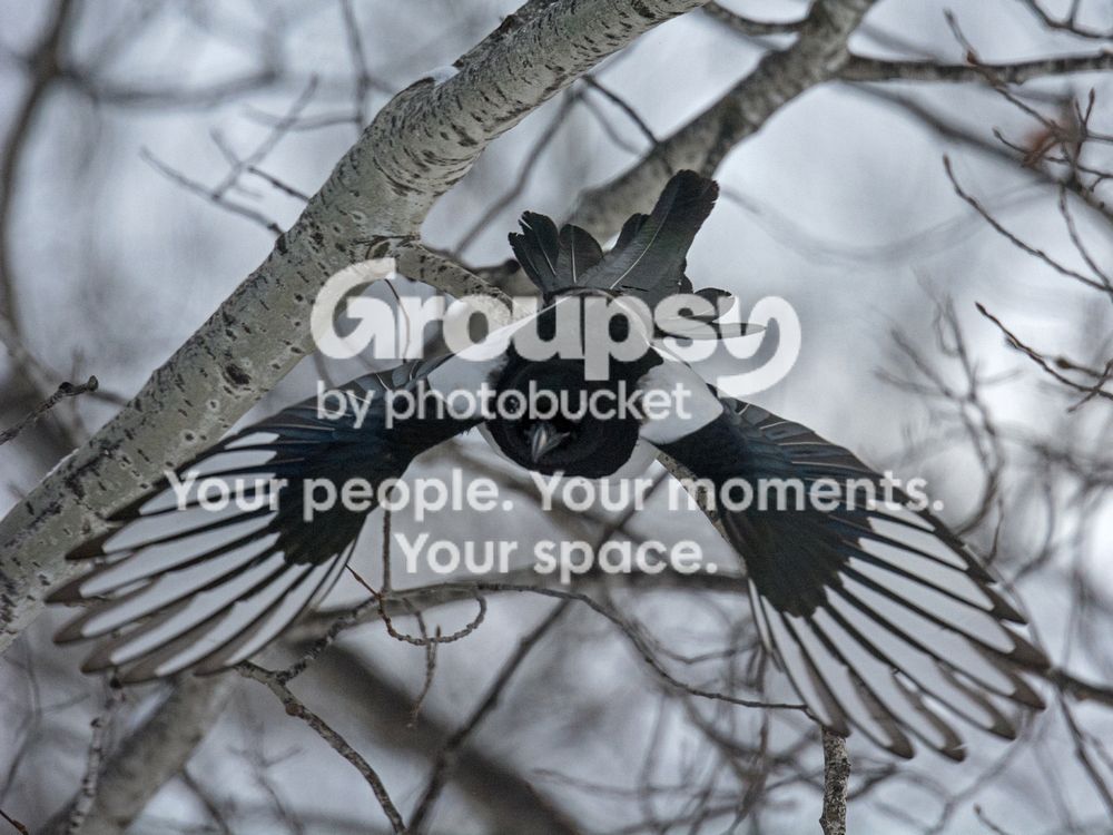 Magpietakeoff_zpsd4a6d61b.jpg