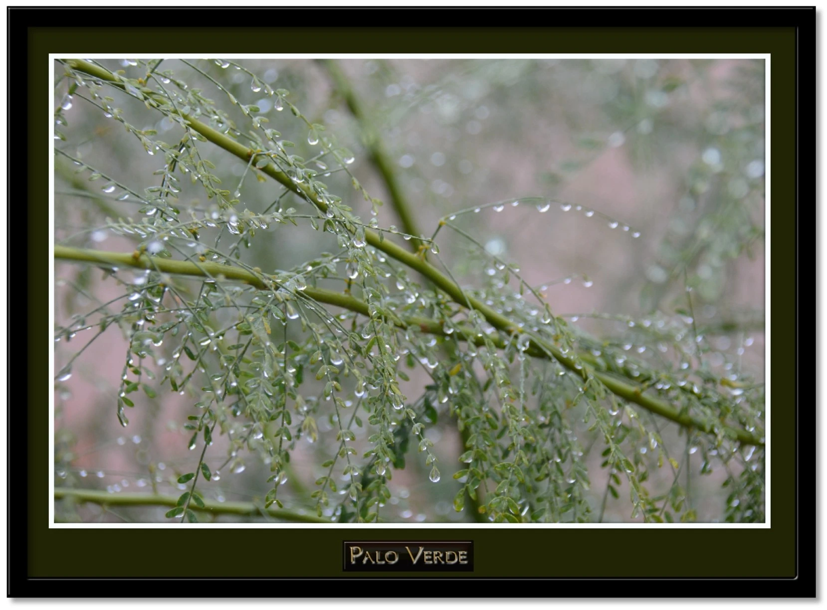 palo-verde-jpg.118004