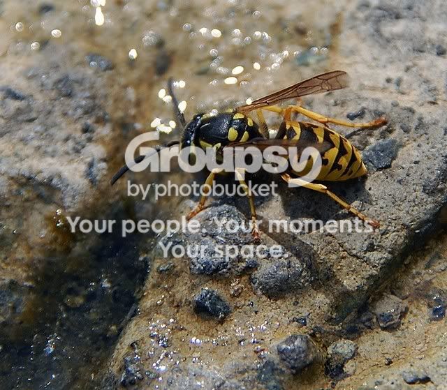 wasp38.jpg