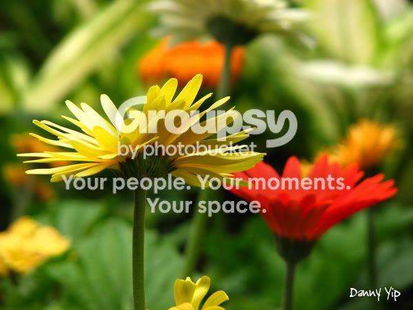 Flowers10.jpg