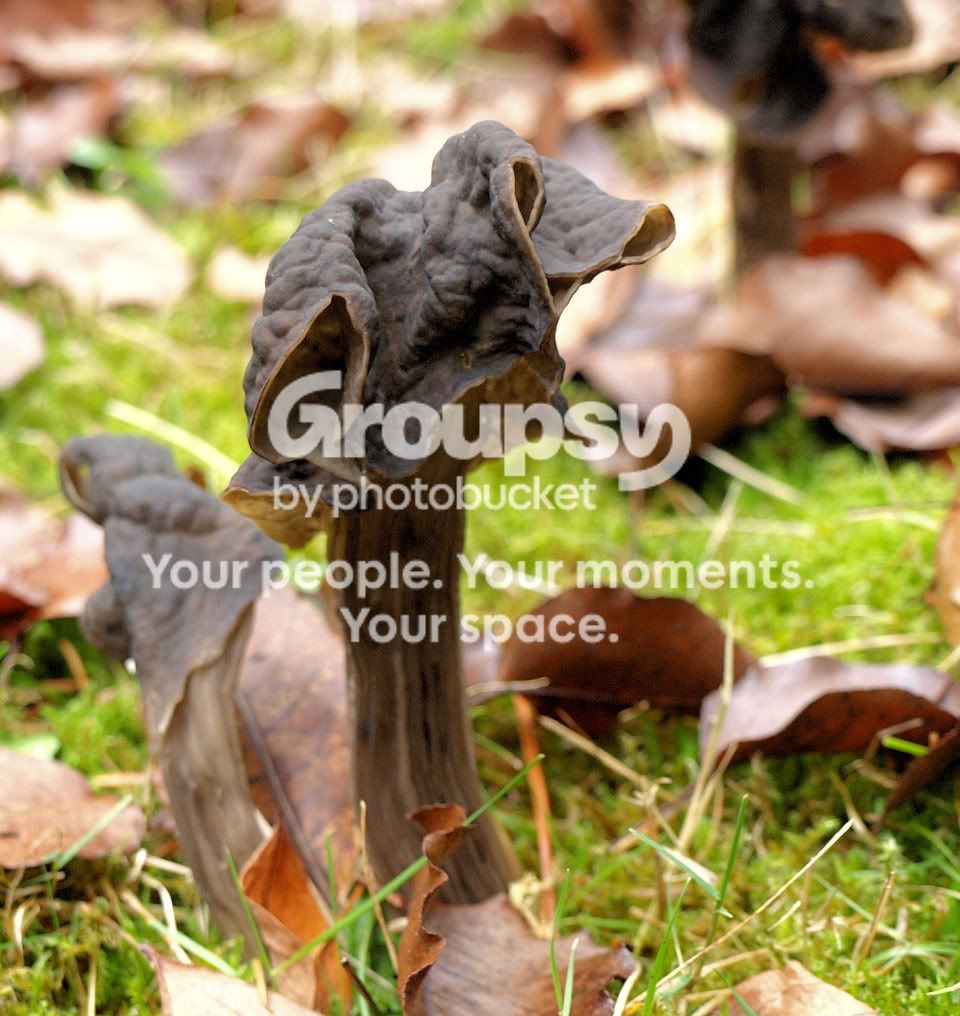 Mushroom1-PC132512.jpg