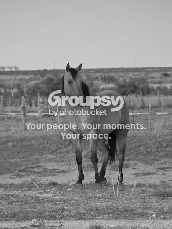 Horses-71508-005L.jpg