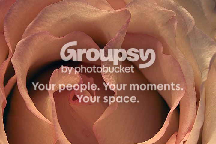 rose2-1.jpg