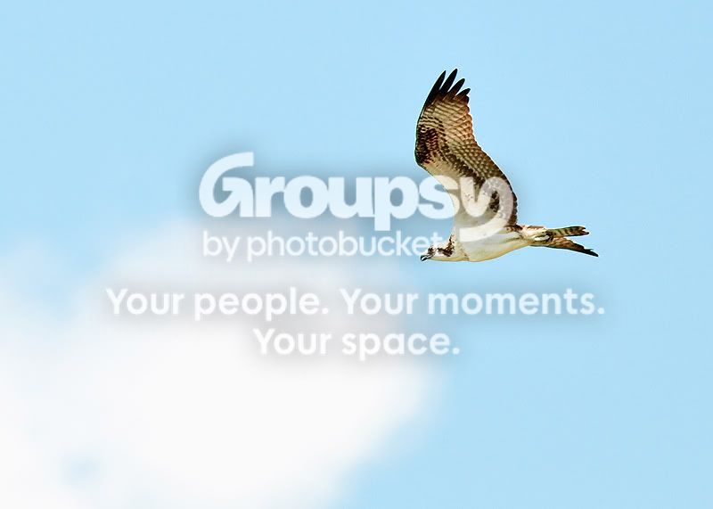 Osprey1.jpg