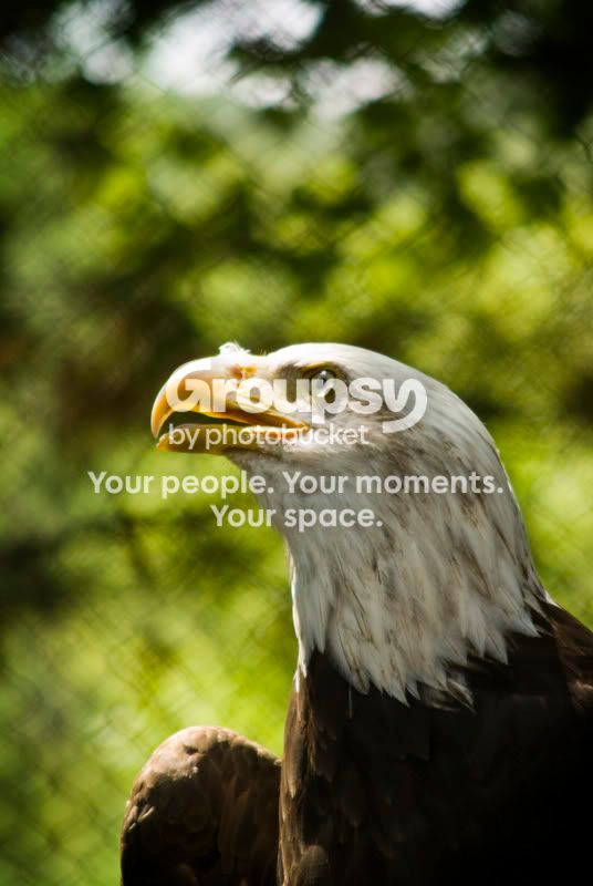eagle.jpg