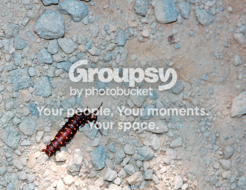 Caterpiller002.jpg