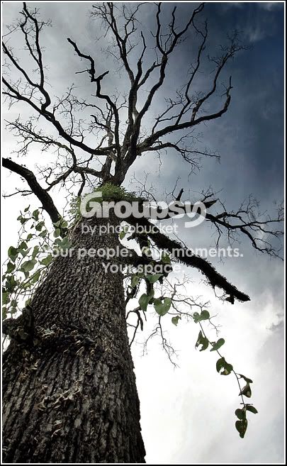 sprawlingtree-sm2.jpg