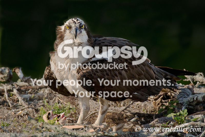 _ECD2303-copy800.jpg