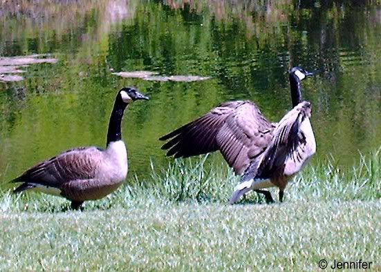 geese1.jpg