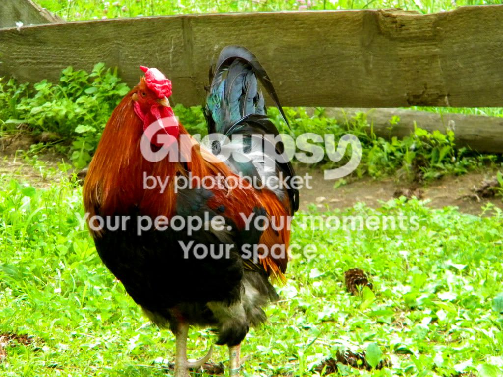 Rooster.jpg
