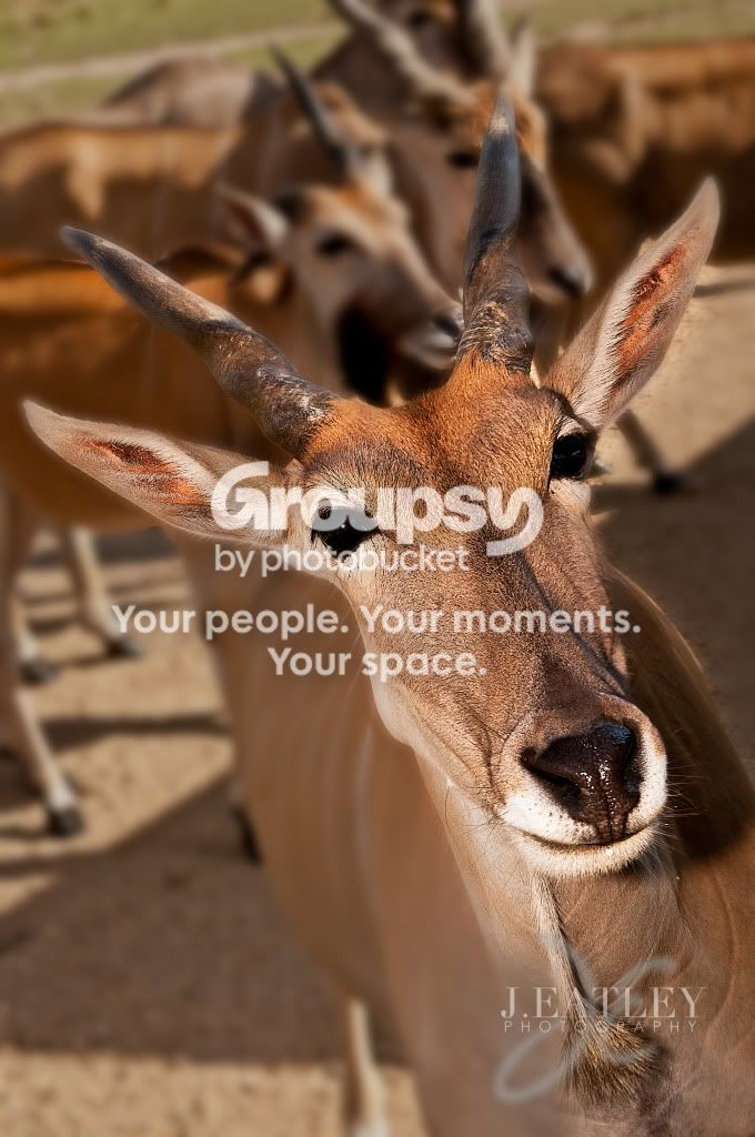 Safari-.jpg