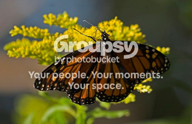 Monarch4.jpg
