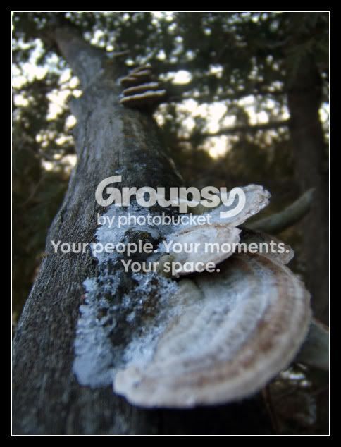 fungus.jpg