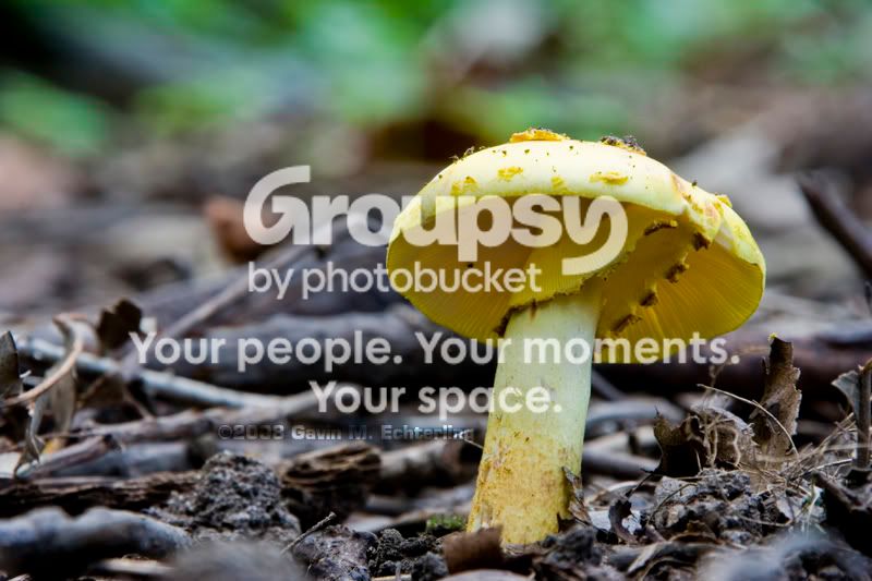 Mushroom_080824copy.jpg