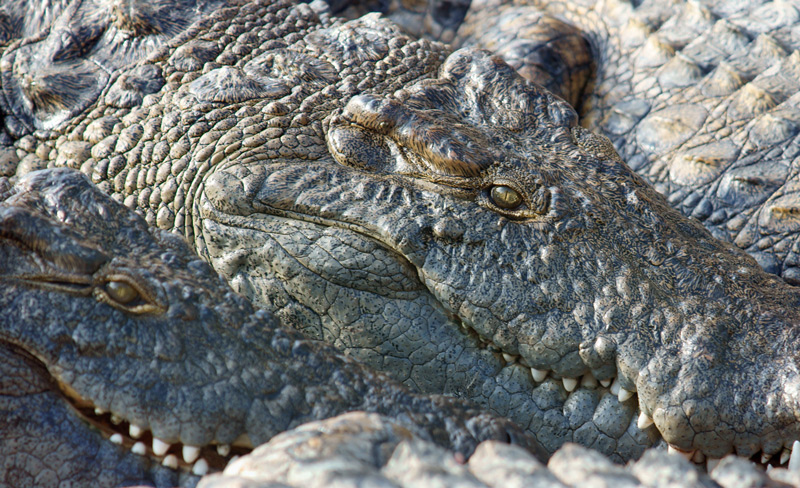 crocodile_02.jpg