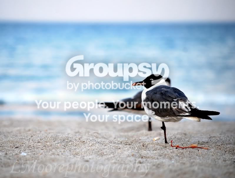 Beachbird1.jpg