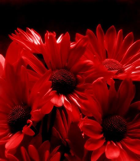 beautifulredflowerssmall.jpg