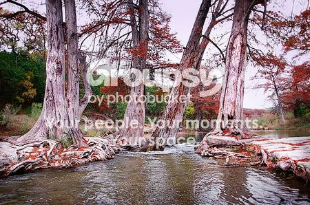 watercypress-sm.jpg