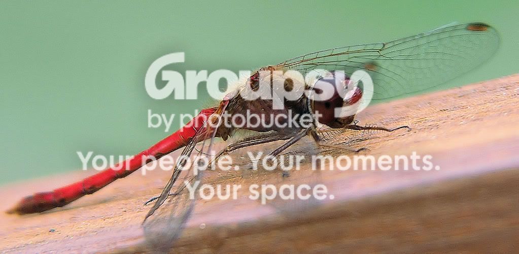 redragonfly2.jpg