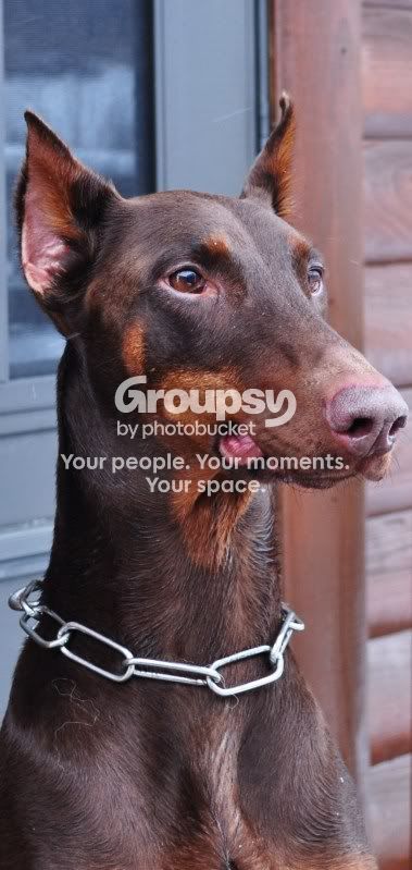outsidesnowanddogpics077.jpg
