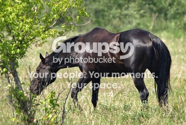 Blackhorse.jpg