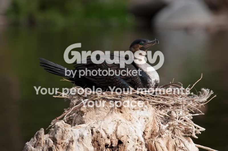 cormorant.jpg