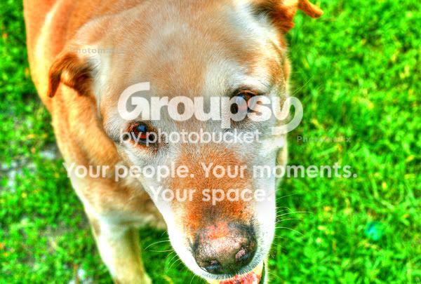 dogweb.jpg