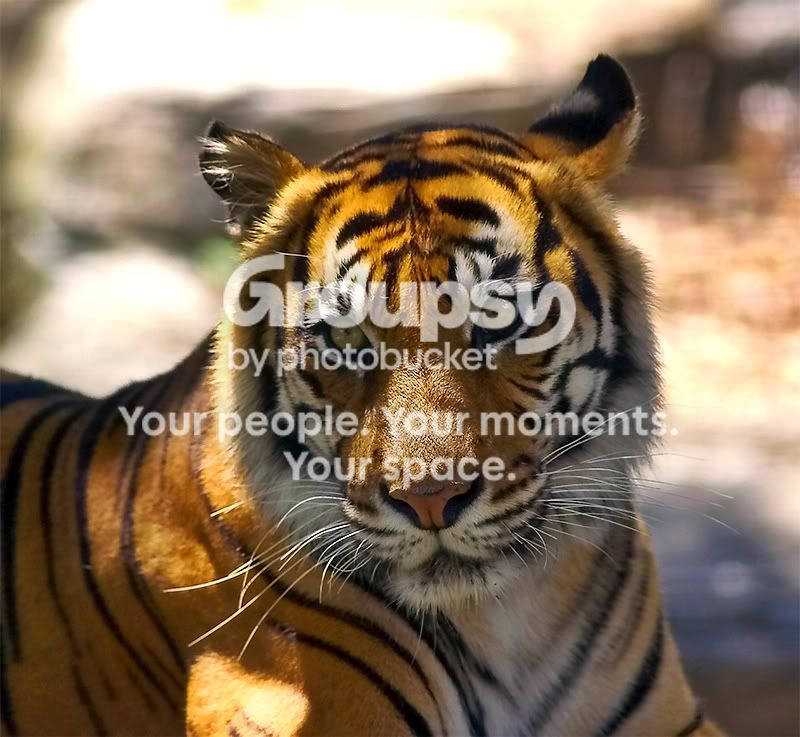 Tiger2174.jpg