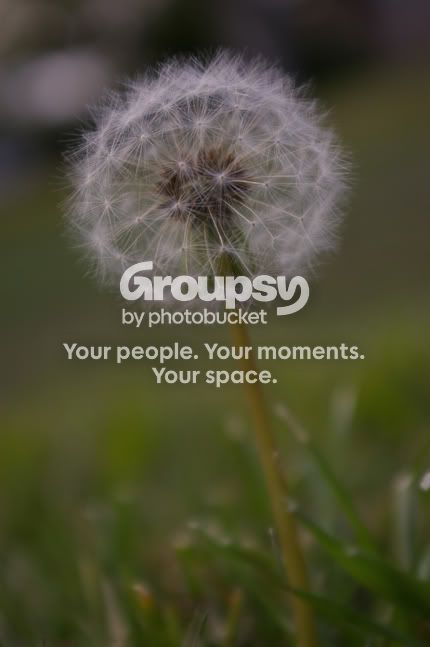 Dandelion_resized.jpg