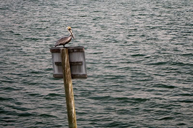 florida008.jpg