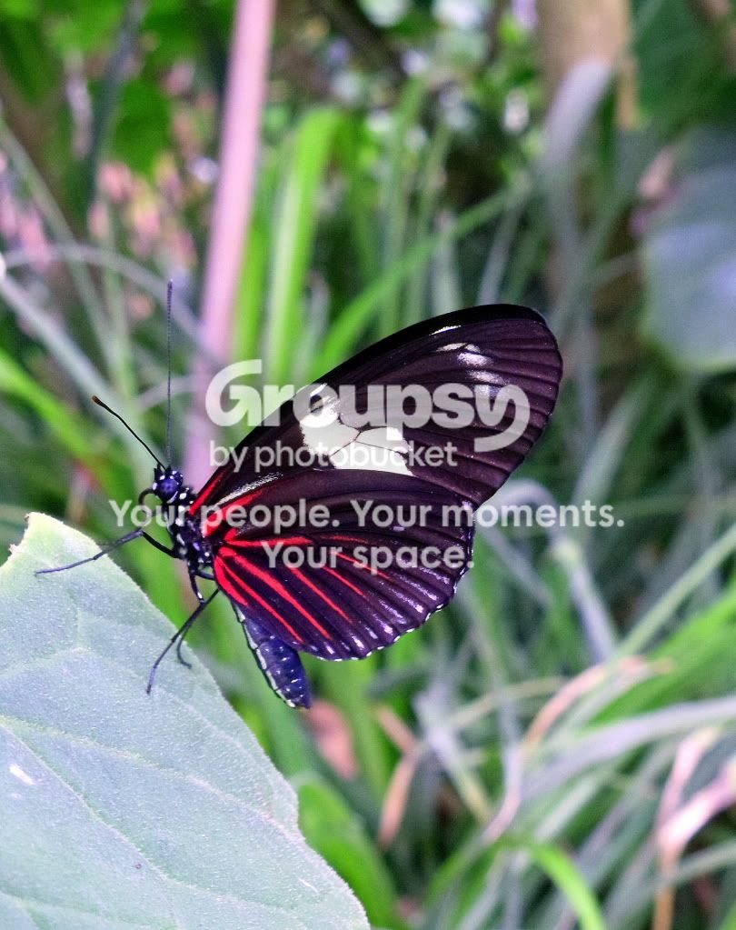 ButterflySide-on.jpg