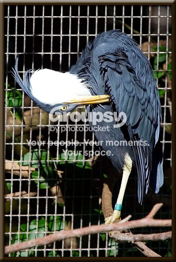 AustraliaBird2.jpg