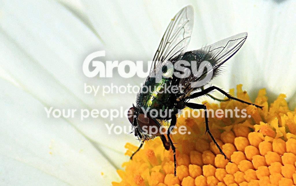 Fly1rs.jpg