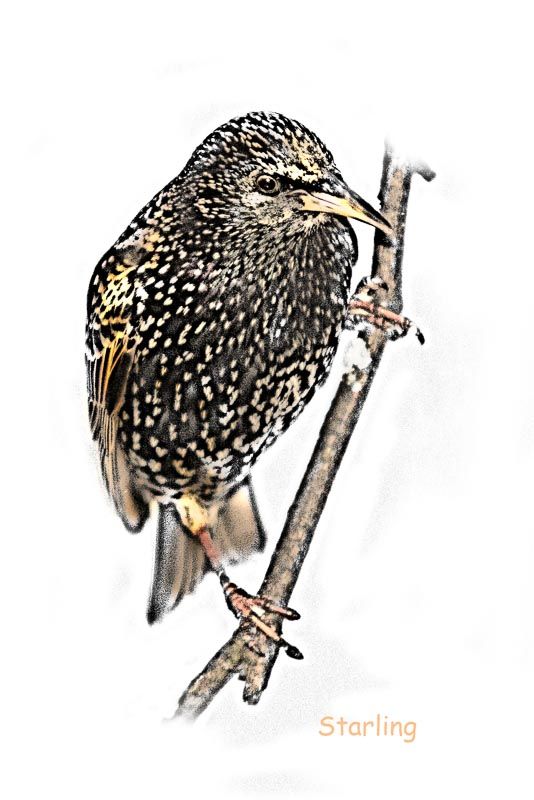 GardBird-1_zpse7f759bb.jpg
