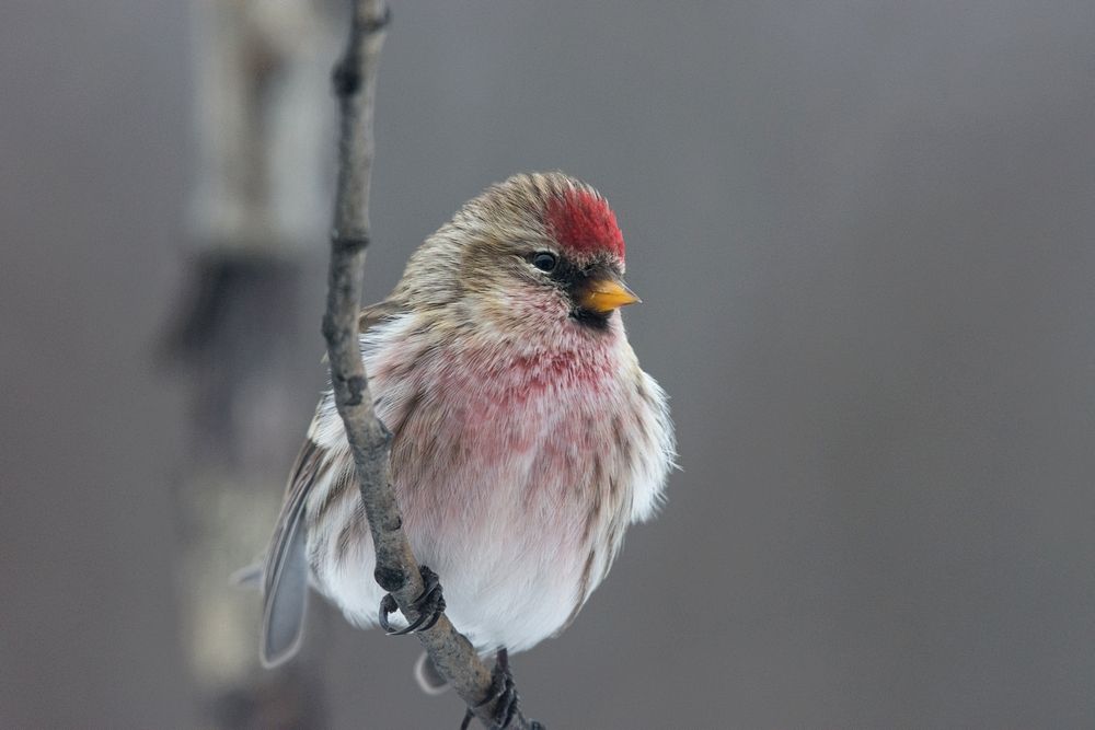 2%20redpoll%20web_zpsnuftsz74.jpg