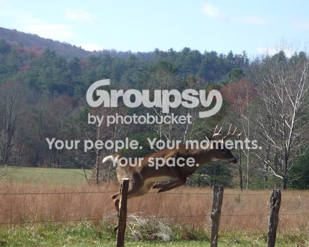 deerjump.jpg