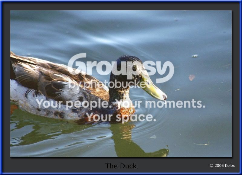 duck-blue.jpg