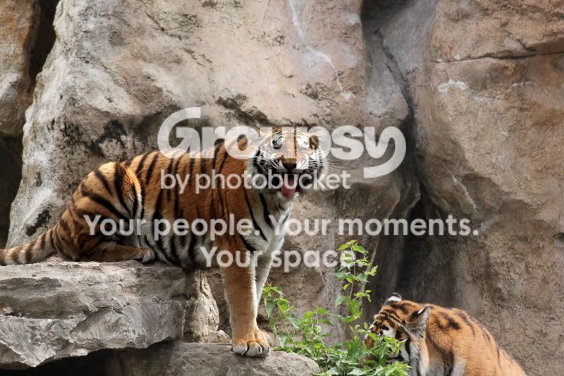 Tiger.jpg