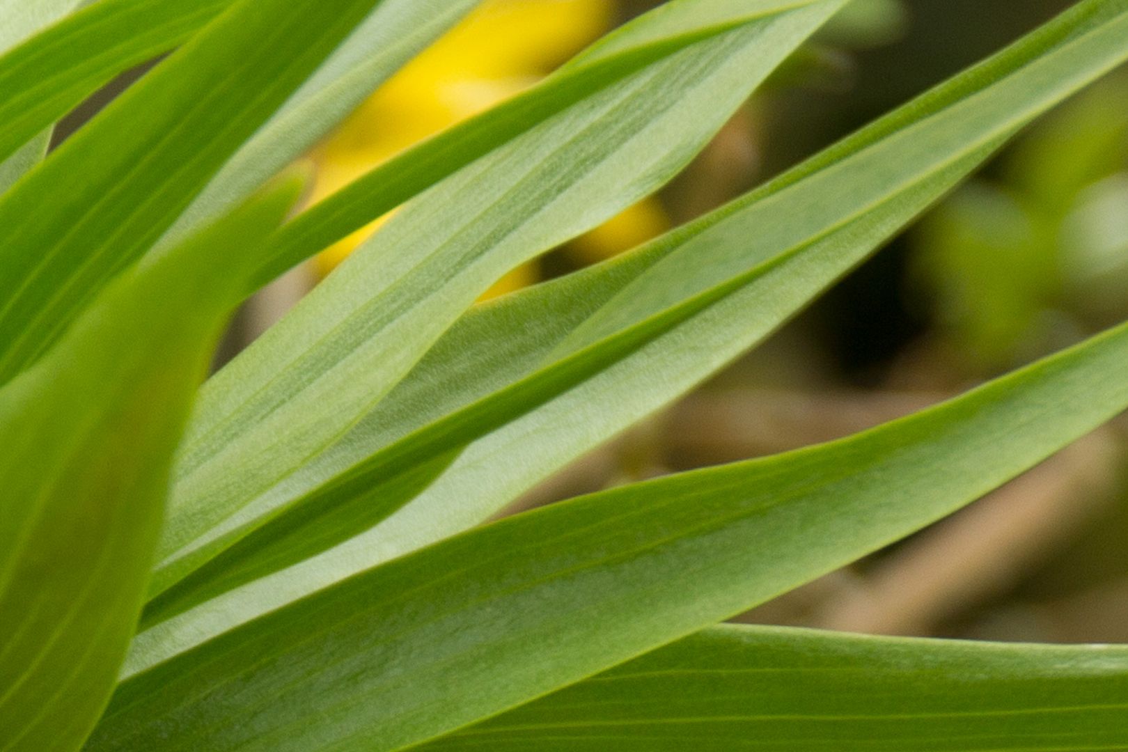 Leaf1_zpsf88e5da2.jpg