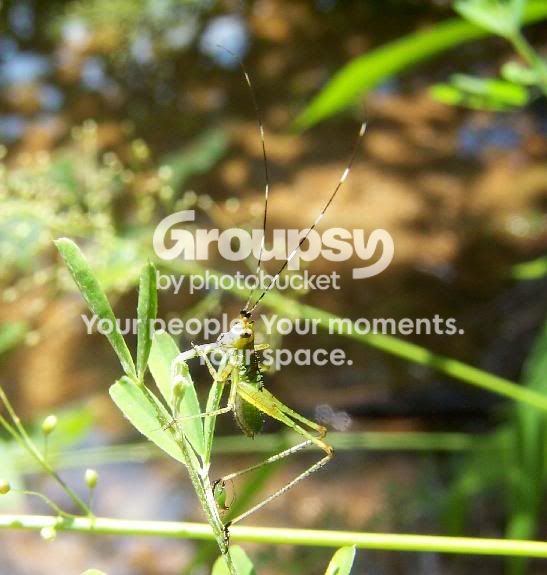 grasshopper.jpg